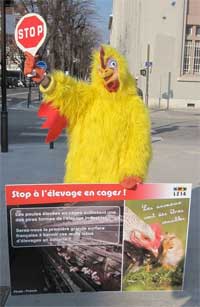stop à l élevage en cage des poules pondeuses
