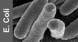 E. Coli