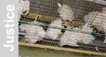 Procès du gérant de l'élevage de poules pondeuses de Kingersheim