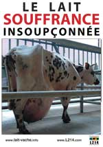 Manifestation contre le projet d'élevage de 1000 vaches