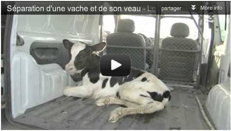 Adieu veau vache cochon couvée