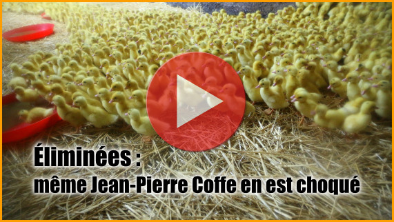1 info par jour sur la production de foie gras