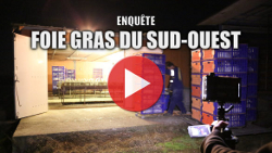 enqu&ecirc;te de L214 sur le foie gras