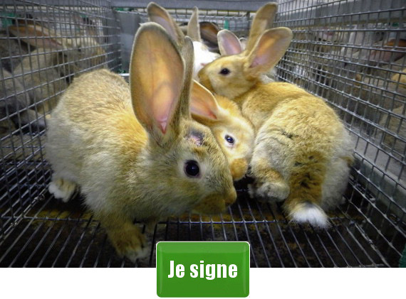 Signer; L214