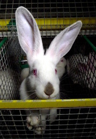 Lapin en cage