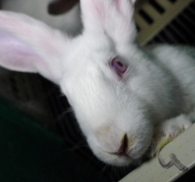 Lapin en cage