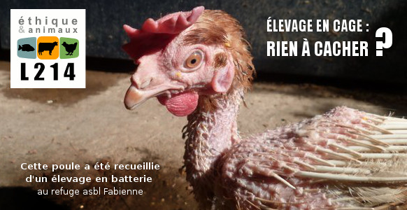 Poule sauv&eacute;e d'une batterie