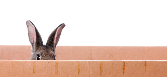 lapin caché