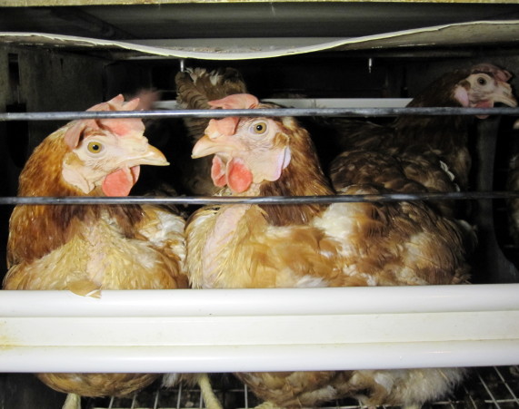 poules en batterie