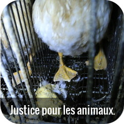 Foie gras Ernest Soulard