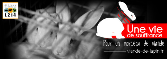 Lapins de chair : une vie de souffrance