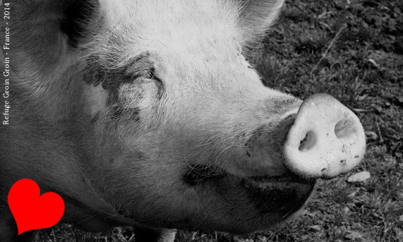 Fermons les abattoirs