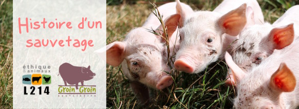 Sauvetage de cochons avec GroinGroin