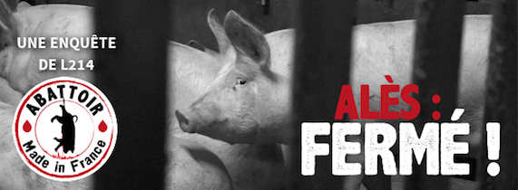 Alès : la cruauté d'un abattoir exposée