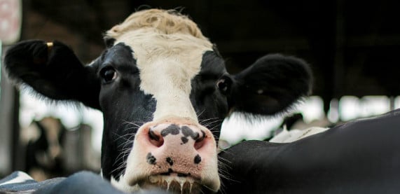 vache