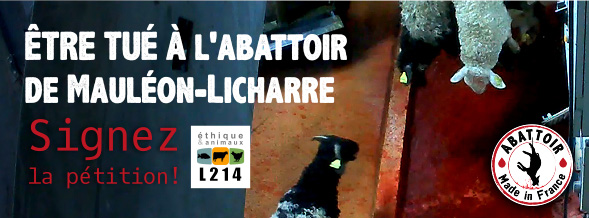 Cruauté à l'abattoir de Mauléon