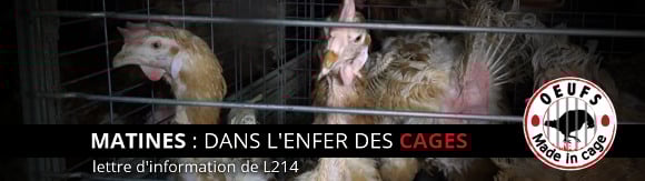 Nouvelle enquête de L214 : Matines, l'enfer des cages