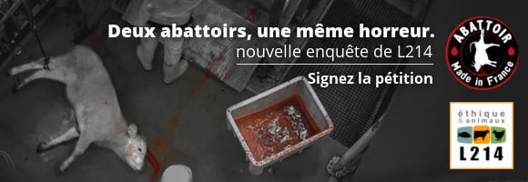 Enquêtes abattoirs