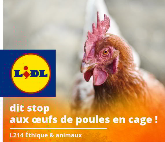 lidl s'engage contre les oeufs de batterie