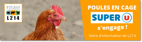 L214 agit en continu grâce à vous