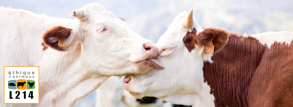Nouvelle enquête dans un abattoir