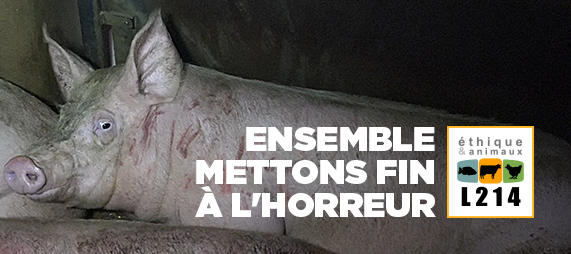 Mettons fin &agrave; l'horreur