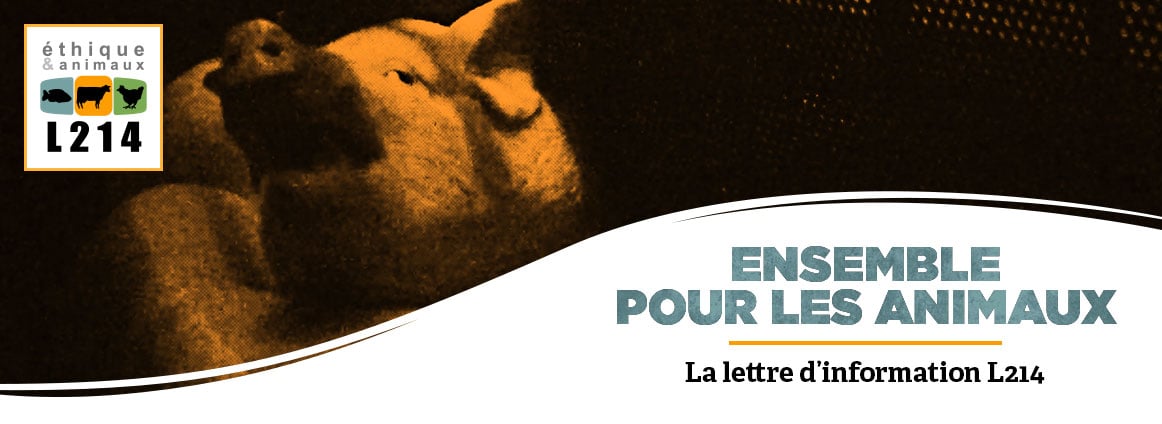 Lettre d'info L214