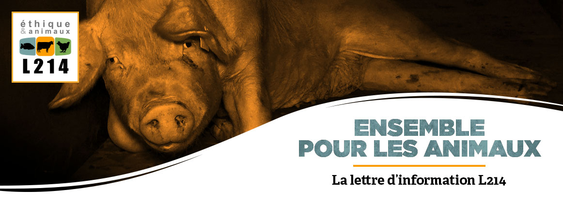 Lettre d'info L214