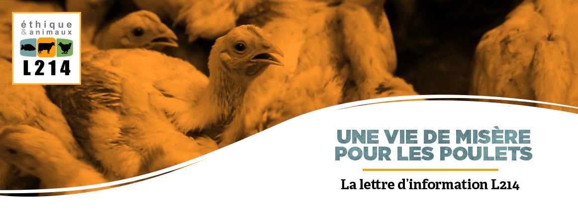 Lettre d'info L214 Doux