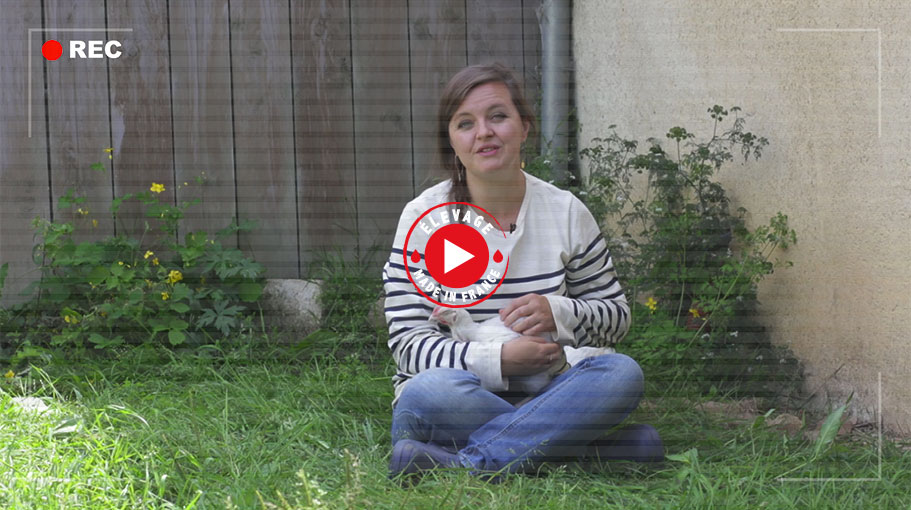 la souffrance des poulets Doux