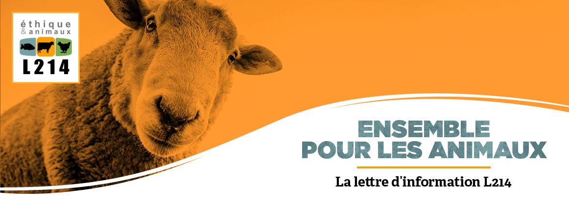 Lettre d'info L214