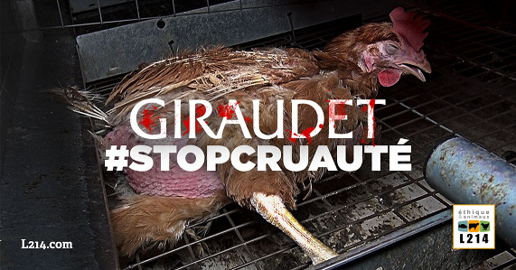 bannière poule en cage