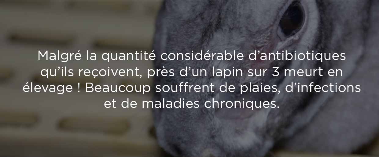Malgré la quantité considérable d’antibiotiques qu’ils reçoivent, près d’un lapin sur 3 meurt en élevage.