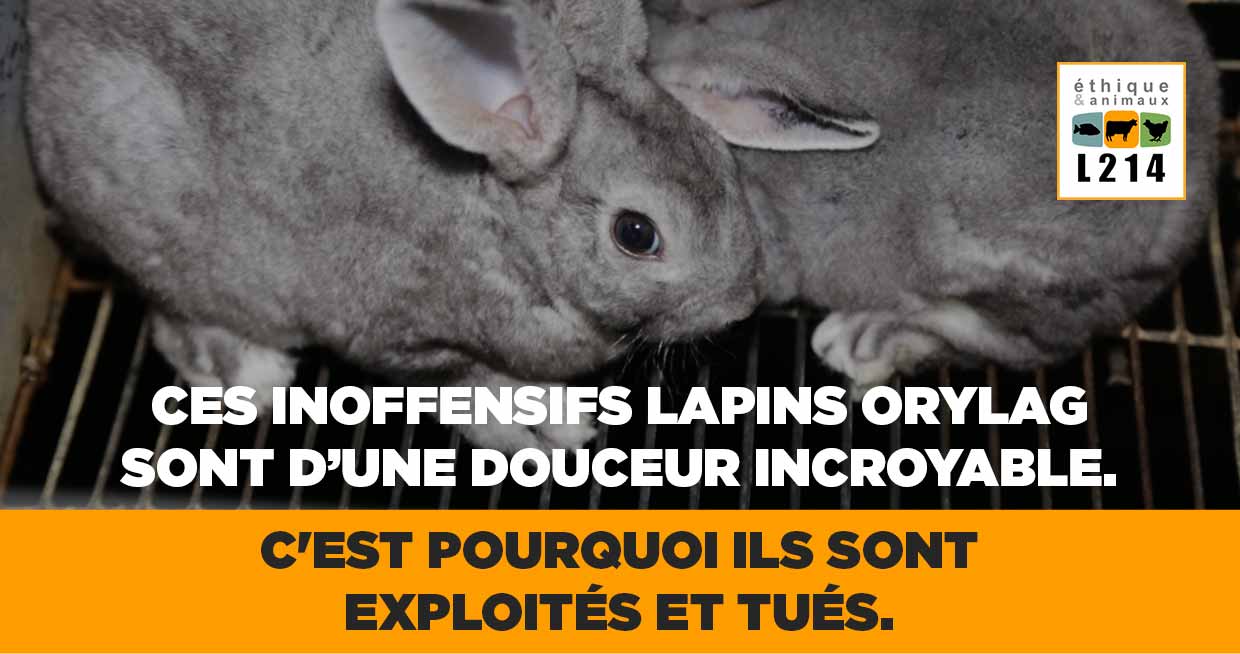 Lettre d'info L214 lapins Orylag
