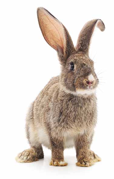 Lapin