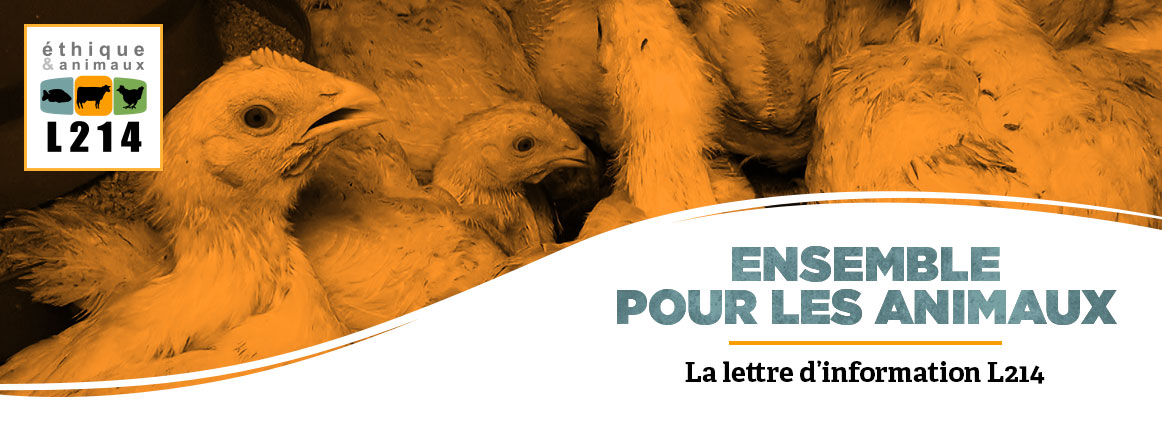 Lettre d'info L214