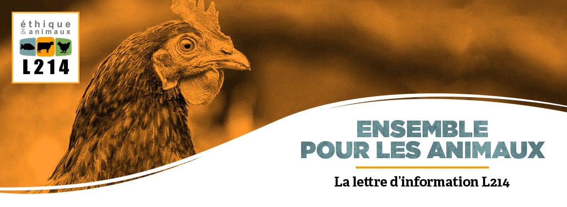 Lettre d'info L214