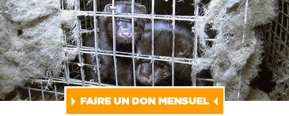 Je fais un don pour faire interdire l'élevage pour la fourrure
