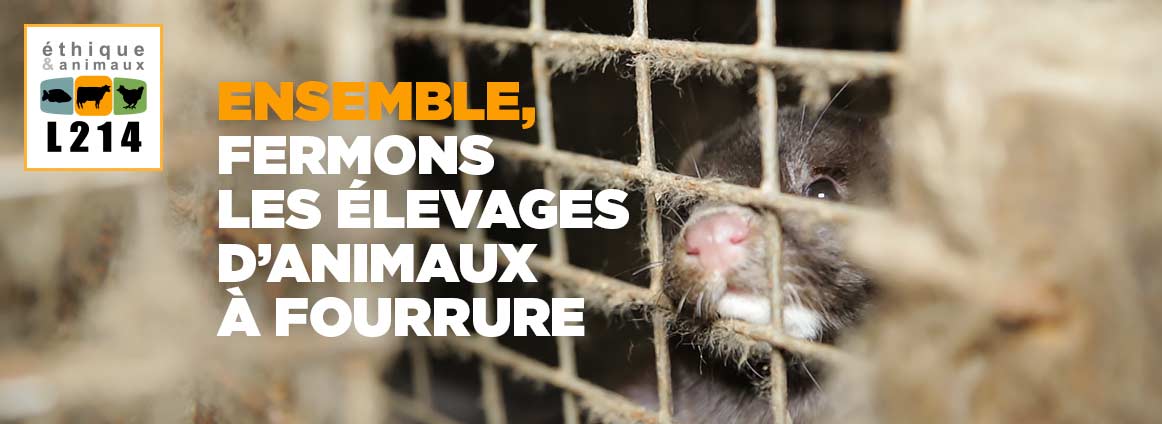 Ensemble, fermons les élevages d’animaux à fourrure