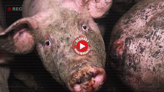 élevage de cochons du tarn