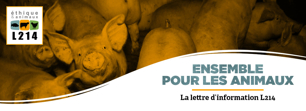 Lettre d'info L214