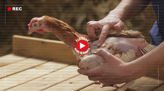 élevage de poules en cage
