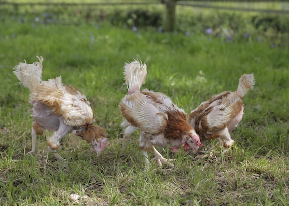 Poules sauvées d'un élevage de batterie