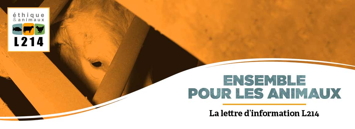 Lettre d'info L214
