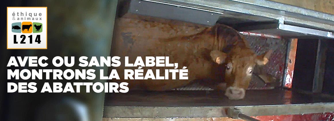 Avec ou sans label, montrons la réalité des abattoirs