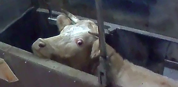 Avec ou sans label, montrons la réalité des abattoirs