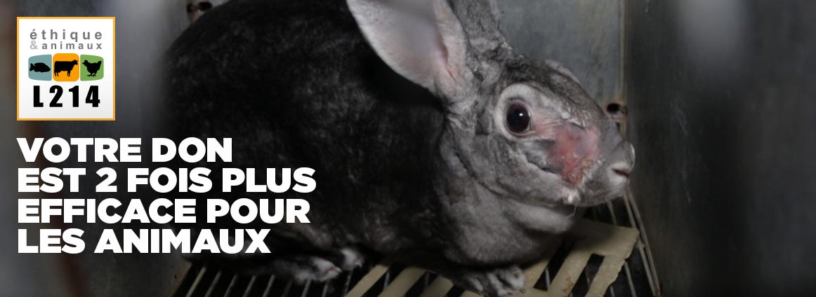 Votre don est deux fois plus efficace pour les animaux
