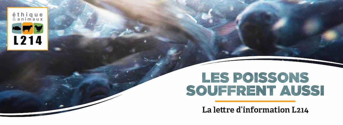 Nouvelle enquête dans des piscicultures de truites