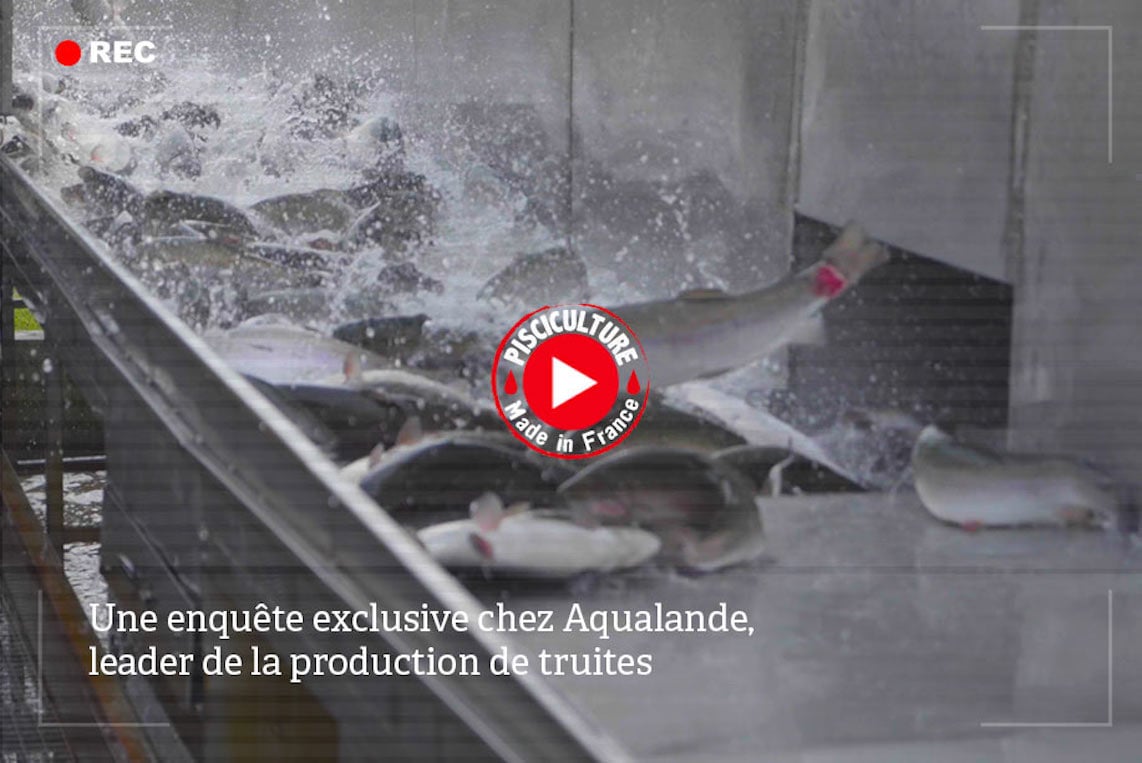 Nouvelle enquête dans des piscicultures de truites