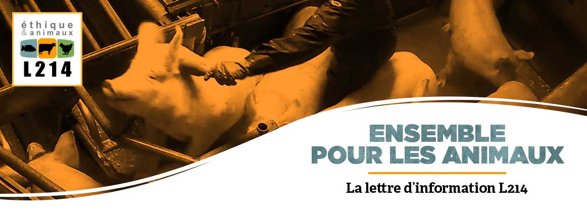 Lettre d'info L214